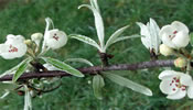 Obstbaumpflege